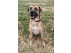 Adopt Danny a Tan/Yellow/Fawn - with Black Black Mouth Cur / Mixed dog in