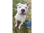 Adopt Dexter a White - with Brown or Chocolate Dogo Argentino / Pit Bull Terrier