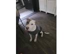 Adopt Atlas a Gray/Silver/Salt & Pepper - with White Pit Bull Terrier / Mixed