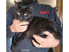 Adopt Casey a All Black Domestic Mediumhair (medium coat) cat in Painted Post