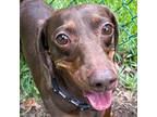 Adopt Jessica Jones a Brown/Chocolate Dachshund / Mixed dog in Houston
