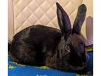 Adopt Mindy a Havana / Mixed (short coat) rabbit in Scotts Valley, CA (39750468)