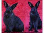 Adopt Aladdin and Jafar (bonded pair) a Other/Unknown / Mixed (short coat)
