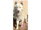 Adopt COH Dexter a White Husky / Mixed dog in Inglewood, CA (39676907)