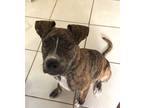 Adopt Laika a Brindle - with White Boxer / Mixed dog in Campbell, CA (39815614)