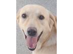 Adopt Gabby (Middle East) KP - March 9 flight if home a White Labrador Retriever