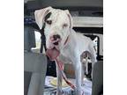 Adopt Patch (23-063) a White - with Black Great Dane / Mixed dog in Inver Grove
