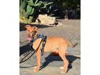 Adopt Willie a Tricolor (Tan/Brown & Black & White) Vizsla / Labrador Retriever