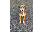 Adopt Stormy a Tricolor (Tan/Brown & Black & White) Beagle / Mixed dog in