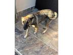 Adopt Norma a Black - with Gray or Silver Shepherd (Unknown Type) / Mixed dog in