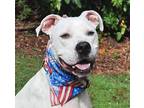 Adopt Jackson a White Boxer / Mixed dog in CUMMING, GA (30293780)