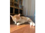 Adopt Creamsicle a Orange or Red Tabby Tabby / Mixed (medium coat) cat in