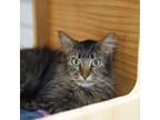 Adopt Owen a Brown or Chocolate Domestic Longhair / Domestic Shorthair / Mixed
