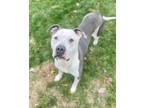 Adopt Burton a White American Pit Bull Terrier / Mixed Breed (Medium) / Mixed