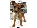 Adopt 160789 a Brown/Chocolate Terrier (Unknown Type, Small) / Mixed dog in