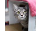 Adopt Roger a Gray or Blue Domestic Shorthair / Domestic Shorthair / Mixed cat