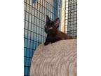 Adopt Cocoa Puff a All Black Domestic Shorthair (short coat) cat in Deerfield