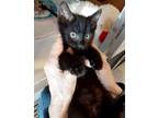 Adopt Boo Berry a All Black Domestic Shorthair (short coat) cat in Deerfield