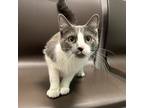 Adopt Zoe a Gray or Blue Domestic Shorthair / Domestic Shorthair / Mixed cat in