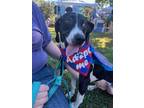 Adopt Orca a Black Beagle / Mixed dog in Greenville, NC (38421567)