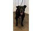 Adopt Reba a Black - with White Pit Bull Terrier dog in Opelousas, LA (39809387)