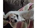 Adopt Rose - Lanesborough MA a White - with Brown or Chocolate Great Pyrenees /