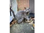 Adopt Charlie a Gray or Blue Domestic Shorthair / Mixed (short coat) cat in