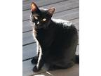 Adopt Michael a Domestic Shorthair / Mixed (short coat) cat in St Augustine
