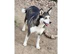 Adopt Adele a White Siberian Husky / Australian Cattle Dog dog in WATERLOO