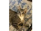 Adopt Hemingway a Spotted Tabby/Leopard Spotted Domestic Shorthair / Mixed cat
