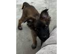 Adopt Huey a Brown/Chocolate - with Black German Shepherd Dog dog in Junction