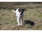Adopt Tess (Buckmaster) a White - with Black Mixed Breed (Medium) dog in Wichita