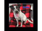 Adopt Braille a Australian Shepherd / Blue Heeler dog in Lexington