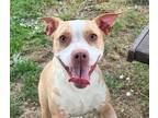 Adopt Alabama a Tan/Yellow/Fawn - with White American Staffordshire Terrier /
