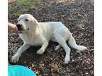 Adopt Eggnog HTX a White Anatolian Shepherd / Great Pyrenees dog in Statewide