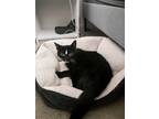 Adopt Vera a Domestic Shorthair / Mixed cat in Oakland, CA (39805105)