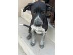 Adopt Nieve a Black - with White Cattle Dog / Labrador Retriever / Mixed dog in