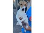 Adopt Lucky a Tricolor (Tan/Brown & Black & White) Jack Russell Terrier / Mixed