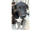 Adopt Noel a Black - with White Cattle Dog / Labrador Retriever / Mixed dog in