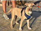 Adopt Kayl a Tricolor (Tan/Brown & Black & White) Weimaraner / Mixed dog in