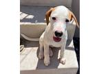 Adopt Elsa a White - with Brown or Chocolate Jack Russell Terrier / Mixed dog in