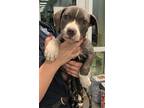Adopt Hobbs (in foster) a Gray/Blue/Silver/Salt & Pepper Terrier (Unknown Type