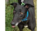 Adopt BARTS PEPPERJACK a Black Greyhound / Mixed dog in Grandville