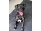 Adopt Bark Twain a Black Labrador Retriever / Mixed dog in Altoona