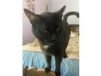 Adopt Catsy Klein a All Black Bombay (short coat) cat in Bryn Mawr