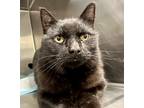 Adopt Fizzy a All Black Domestic Shorthair / Domestic Shorthair / Mixed cat in