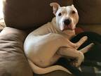 Adopt Chowder a White Mixed Breed (Medium) dog in Xenia, OH (39799204)