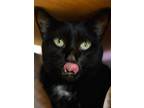 Adopt Pyewacket a All Black Domestic Shorthair (short coat) cat in Grayslake