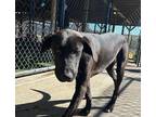 Adopt Doc a Black Labrador Retriever / Mixed dog in Richmond, KY (39798839)