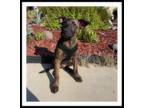 Adopt DIESEL a Brindle Shepherd (Unknown Type) / Pit Bull Terrier / Mixed dog in